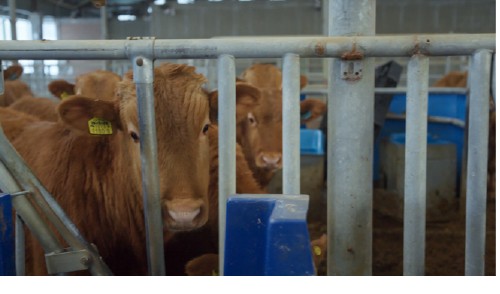 Cattle in an agricultural research facility.